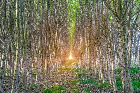 Rows of trees in the forest planted by man for the restoration of nature Stock Photos