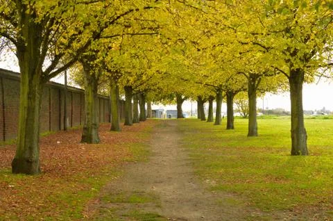 Rows of trees with green and yellow leaves on both sides of a mud pathway Stock Photos