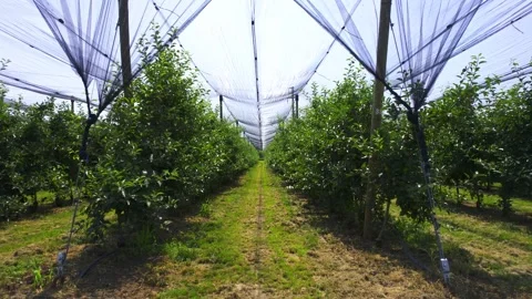 Rows of trees in green apple orchard under a thin safety net Stock Footage 276374164