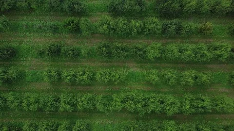 Rows of trees in green fruit garden. Aerial shot from drone moving higher Stock Footage 85053569