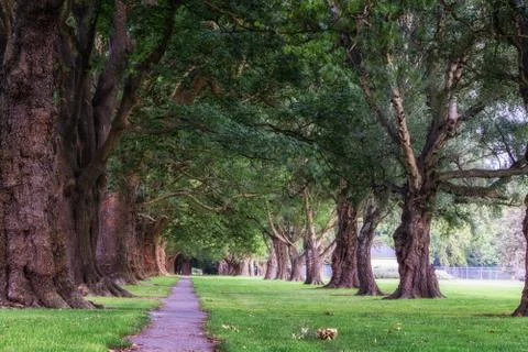 Rows of trees in hagley park Stock Photos