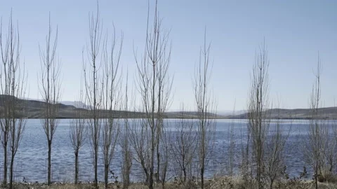 Rows of trees by the lake Vídeos de archivo 166695141