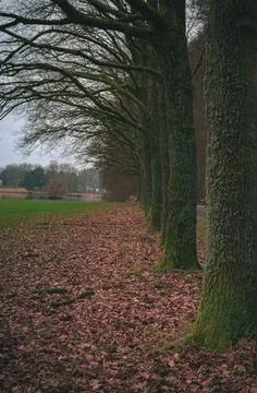 Rows of trees lining long empty park path in the autumn fall Stock Photos