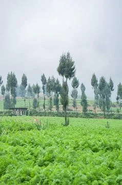Rows of trees in the middle of the rice fields Stock Photos