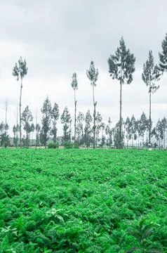 Rows of trees in the middle of the rice fields Stock Photos