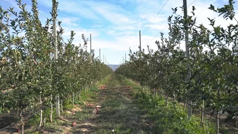Rows of trees in the orchard. Growing apples and fruits under the sun Stock Footage 286332446
