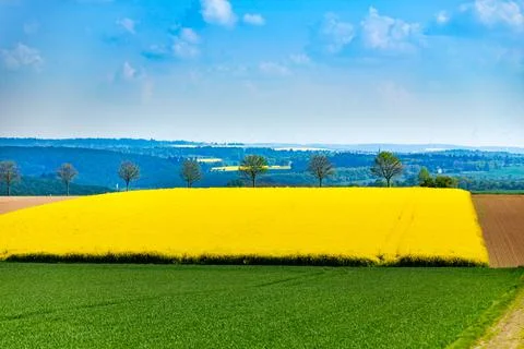 Rows of trees over yellow rape agricultural field Stock Photos