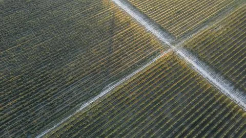 Rows of trees in a plantation with intersecting roads Stock Photos