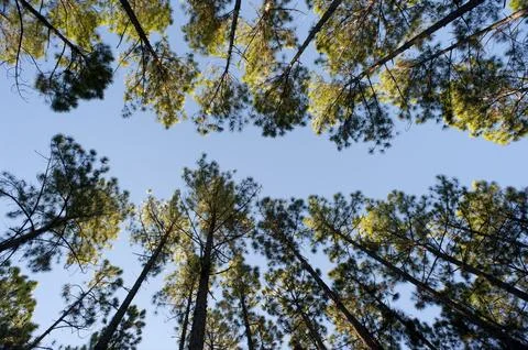 Rows of trees in a plantation viewed from below Stock Photos