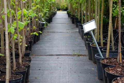 Rows of trees in plastic pots on tree nursery. Stock Photos