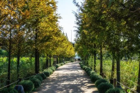 Rows of trees in semiwon garden Stock Photos