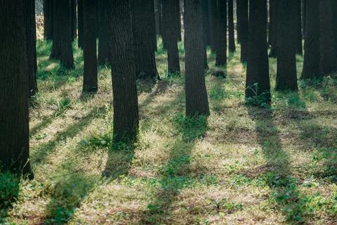 Rows of trees trunks on the green lawn. Foto stock