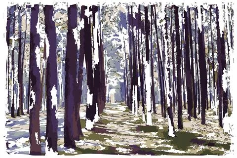 Rows of trees,Pine plantation Stock Illustration