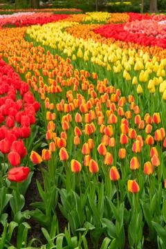Rows of tulip flowers Stock Photos