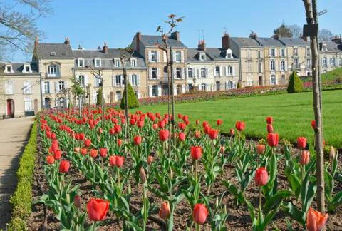 Rows of tulip flowers Stock Photos