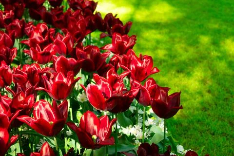 Rows of tulip flowers Stock Photos