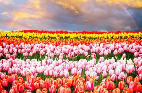 Rows of tulip flowers Stock Photos