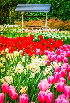 Rows of tulip flowers Stock Photos