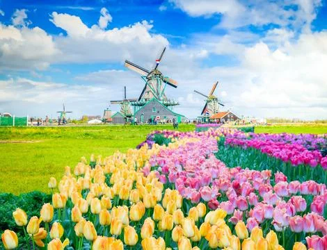 Rows of tulip flowers Stock Photos