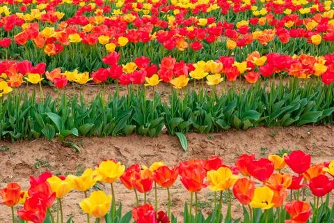 Rows of tulips in a field Stock Photos