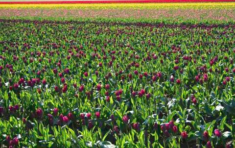 Rows of tulips Stock Photos
