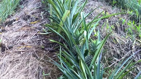 Rows of unripe pineapple plants growing in a dry hillside garden in Bangladesh Stock Footage 323901720
