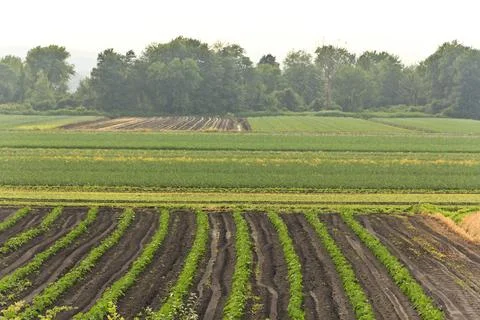 Rows upon Rows of Crops on a farm Stock Photos