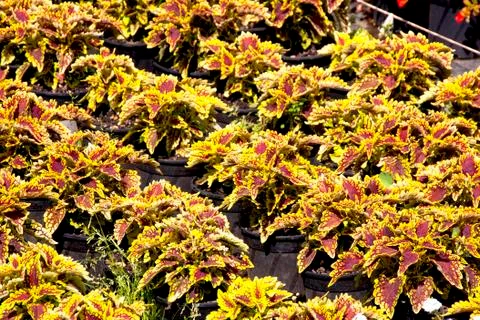 Rows of varigated foliage plants in a nursery setting Stock Photos