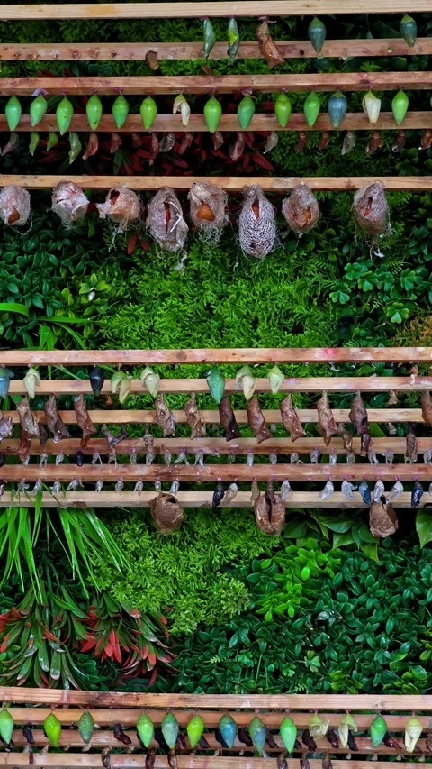 Rows of Various Butterfly Chrysalises Hanging on Wooden Racks in Hatchery Stock Footage 341338516