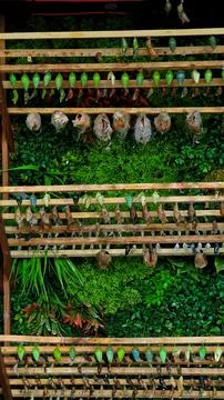 Rows of Various Butterfly Chrysalises Hanging on Wooden Racks in Hatchery Foto stock