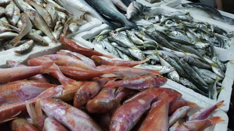 Rows of various raw freshly caught fish at market Stock Footage 248168834