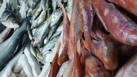 Rows of various raw freshly caught fish Vídeos de archivo 256681058