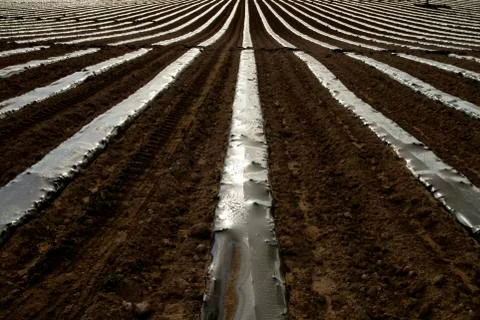 Rows of vegetable beds covered in plastic mulch on a farmland, environmental  Foto stock