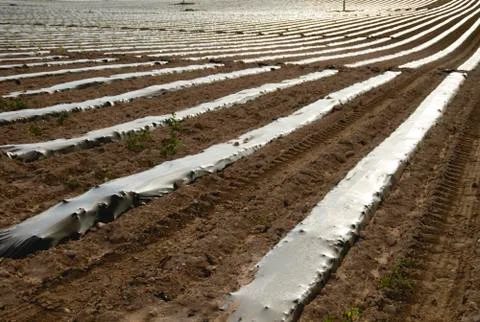 Rows of vegetable beds with plastic mulch on farmland Stock Photos