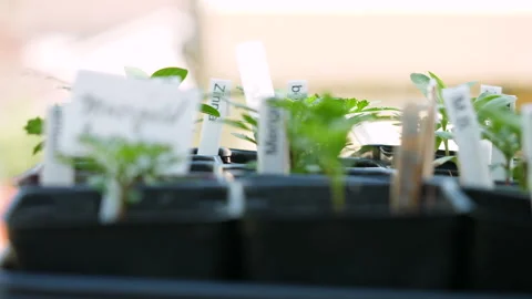 Rows of vegetable seedlings in a backyard greenhouse. Stock Footage 130924897