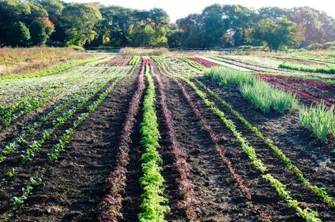 Rows of vegetables Stock Photos