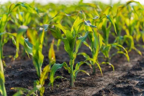 Rows of vibrant corn plants thrive in rich soil while soaking up sunlight o.. Stock Photos