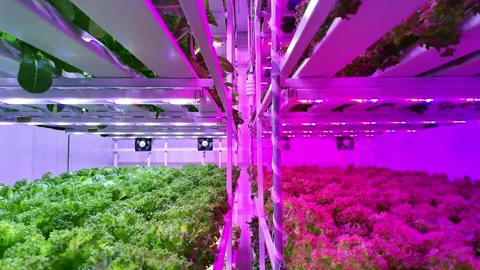 Rows of vibrant green and red leafy vegetables grow under pink and white LE.. 動画素材 310721785