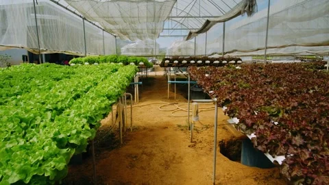 Rows of vibrant green and red leaf lettuce thrive in inside modern greenhouse Stock-Footage 316787991