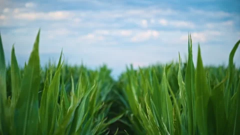 Rows of vibrant green corn stalks in an agricultural field under a cloudy b.. Stock Footage 342341645