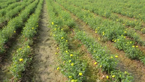 Rows of vibrant green marigold seedlings Video stock 332536980