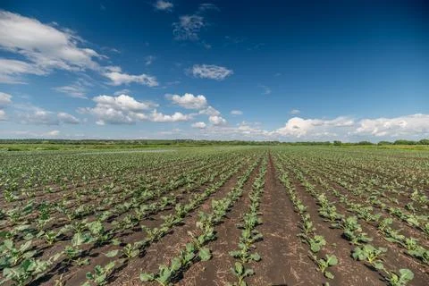 Rows of vibrant napa cabbage grow in neat lines thriving in a sunlit field. T Stock Photos