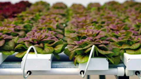 Rows of vibrant red and green hydroponic lettuce growing in a controlled gr.. Stock Footage 339792182