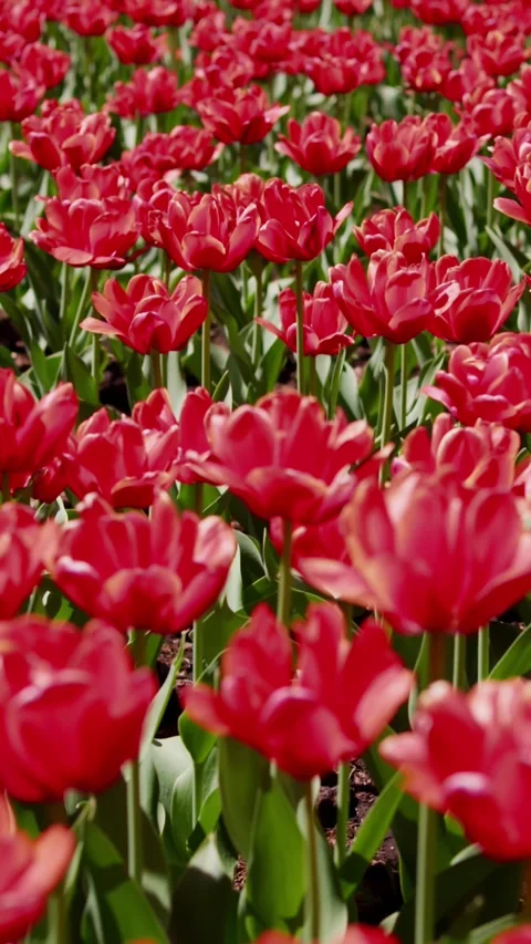 Rows of vibrant red tulips bloom in rich green soil Stock Footage 331523590
