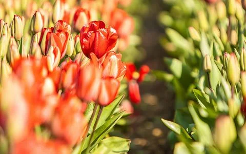 Rows of Vibrant Red Tulips in Bloom Illuminated by Golden Sunlight Stock Photos
