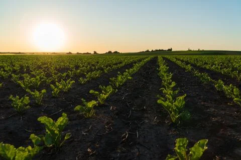 Rows of vibrant sugar beets thrive in a cultivated field as the sun sets, c.. Stock Photos