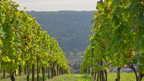 Rows of vibrant vineyards stretch down the valley hill into the Moselle River  Stock-Footage 302604542