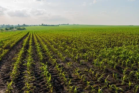 Rows of vibrant young corn plants stretch across a fertile field. Stock Photos