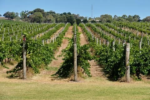 Rows of vine - Bellarine Stock Photos