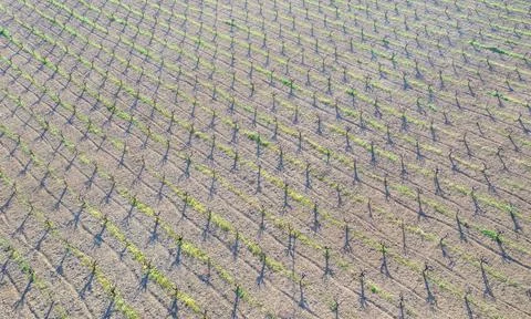 Rows of vine plants in a field with long shadows, top view Stock Photos